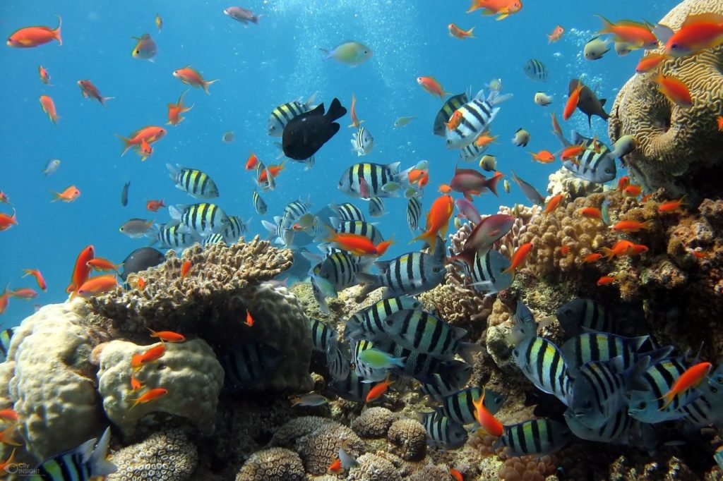 Morskie życie w rafie koralowej. Badanie przyrody przy użyciu narzędzi z AI