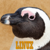 Linux