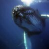 Śledzenie wielorybów za pomocą światłowodów zmniejszy liczbę kolizji zwierząt ze statkami