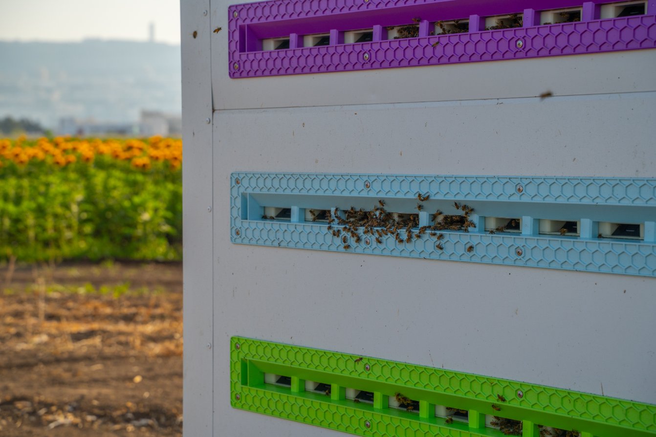 Zautomatyzowane pasieki mogą pomóc ludzkości ocalić pszczoły