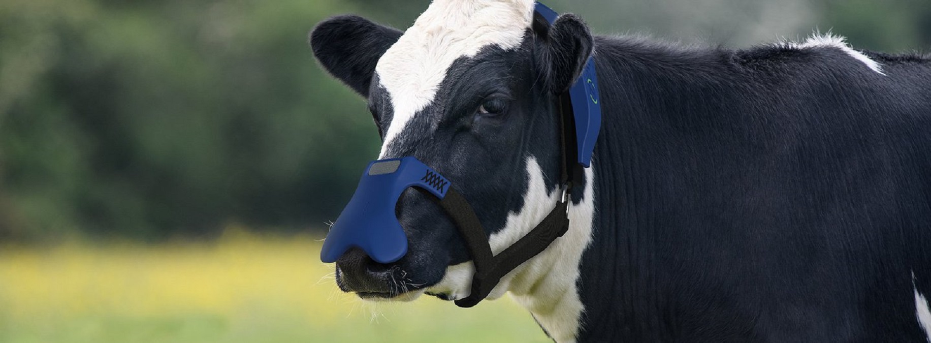 Emisja gazów cieplarnianych zmniejszy się dzięki… maskom dla krów?