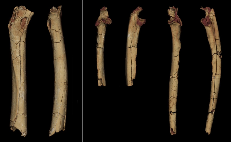Kości przodka człowieka  Sahelanthropus tchadensis