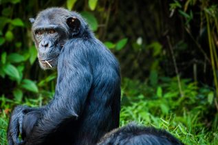 Małpa szympans ludzie