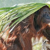 Orangutan sumatrzański zwierzęta zagrożone