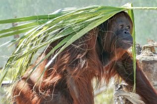 Orangutan sumatrzański zwierzęta zagrożone