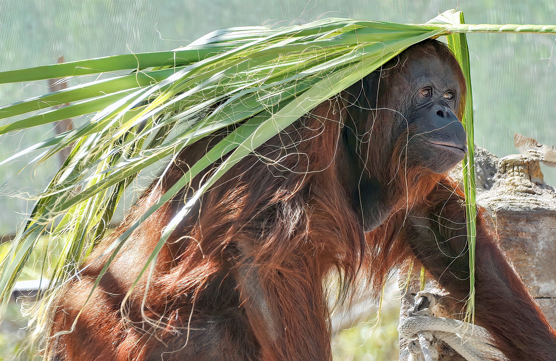 Orangutan sumatrzański zwierzęta zagrożone
