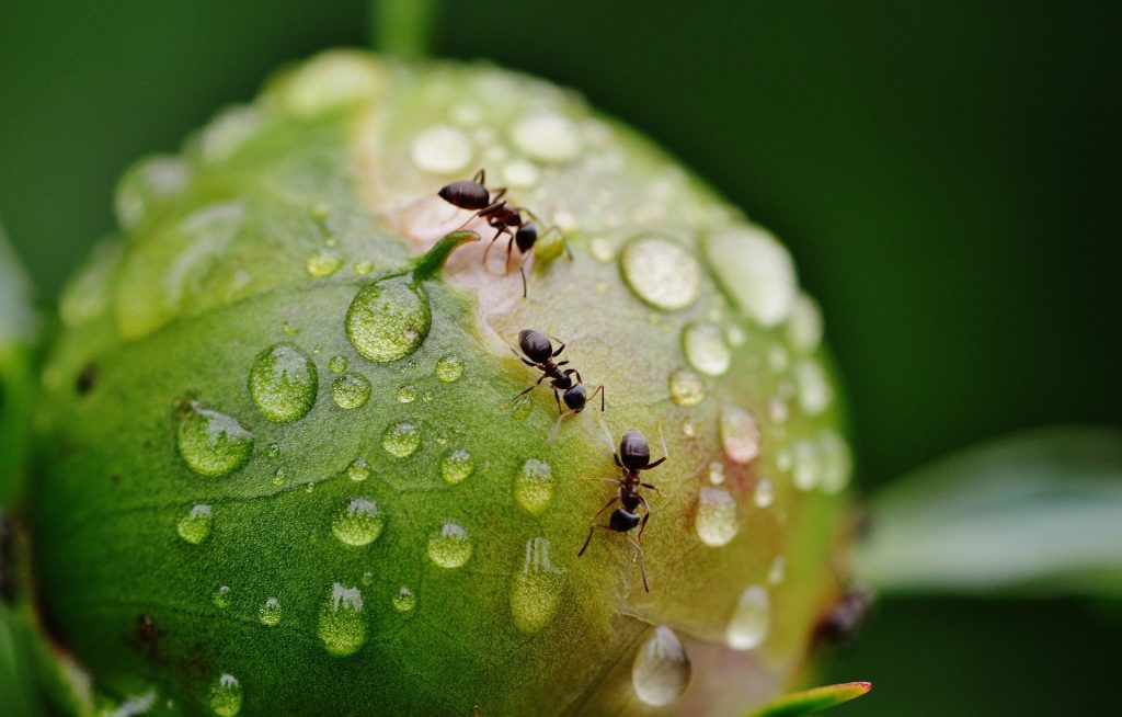 Kilka mrówek mrówki