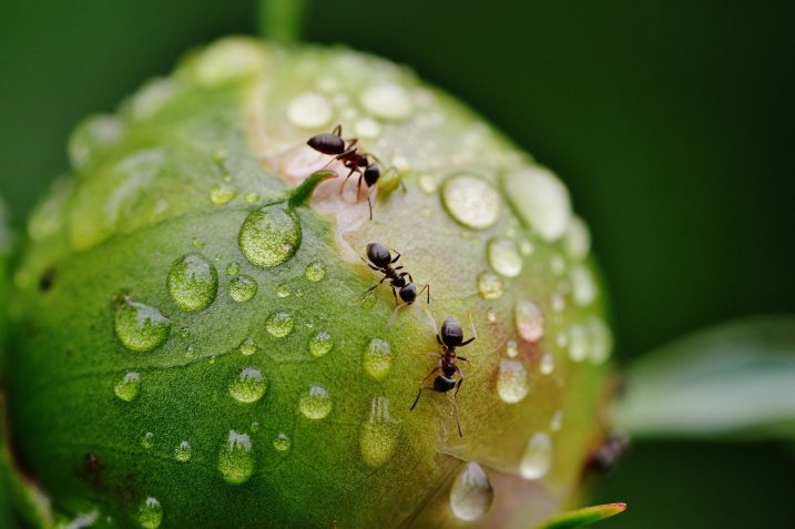 Kilka mrówek mrówki