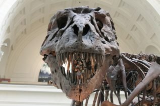Dinozaur