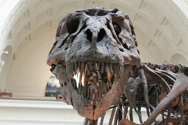 Dinozaur