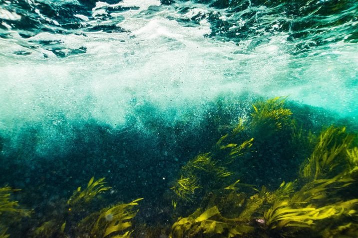 Lasy podwodne wodorosty, chińscy naukowcy umieszczą teleskop na oceanicznym dnie