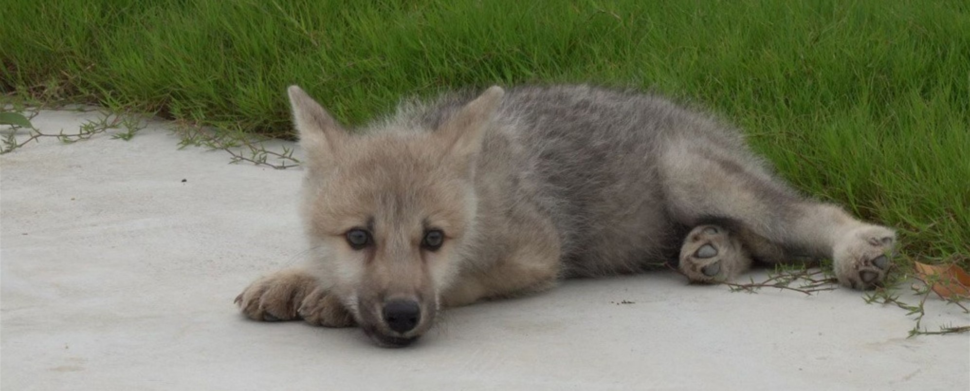 Oto pierwszy sklonowany wilk arktyczny świata: Mayia
