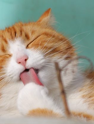 Kot (źródło: Pixabay)