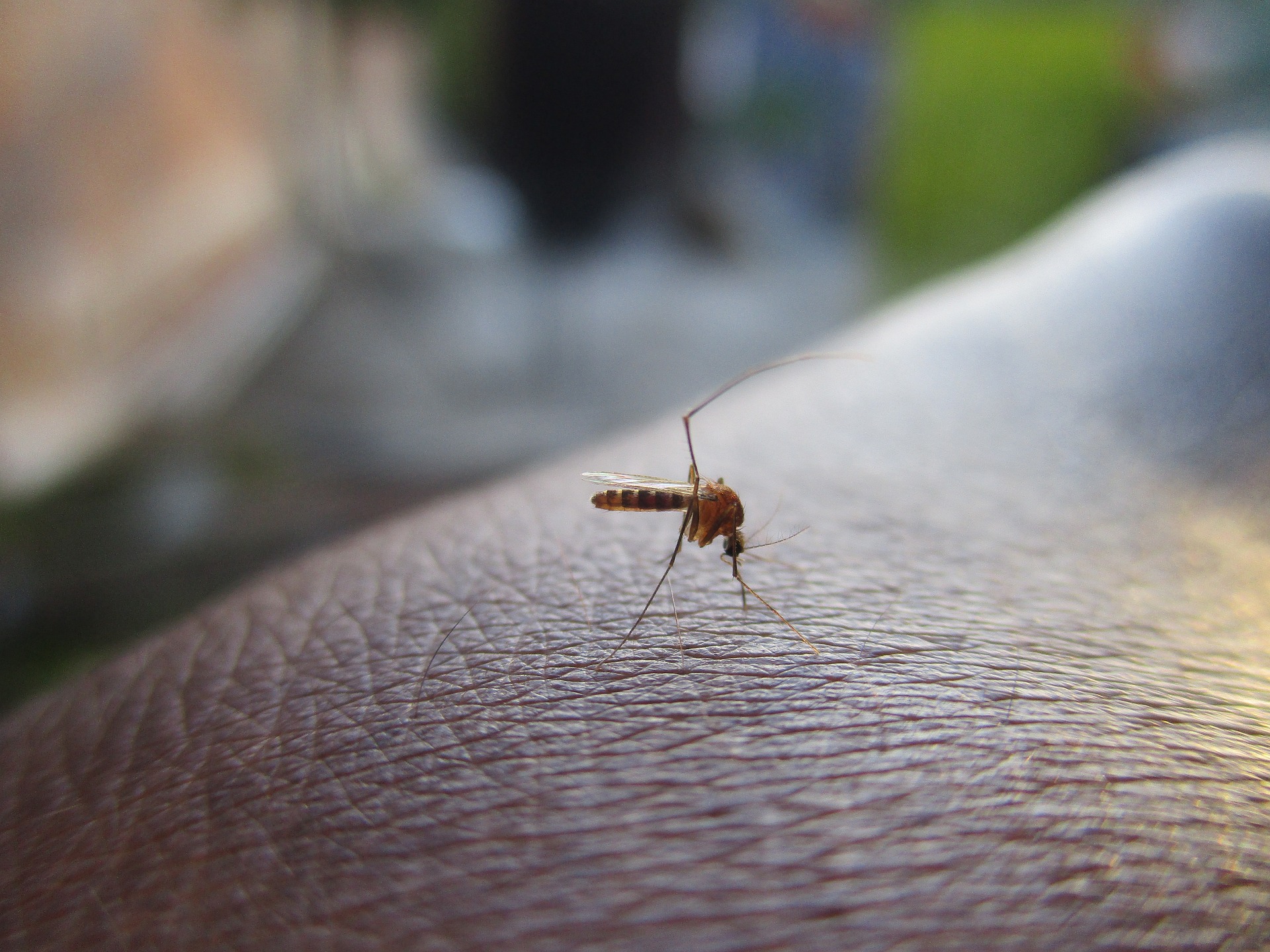Czy komary wybierają ofiarę po zapachu?