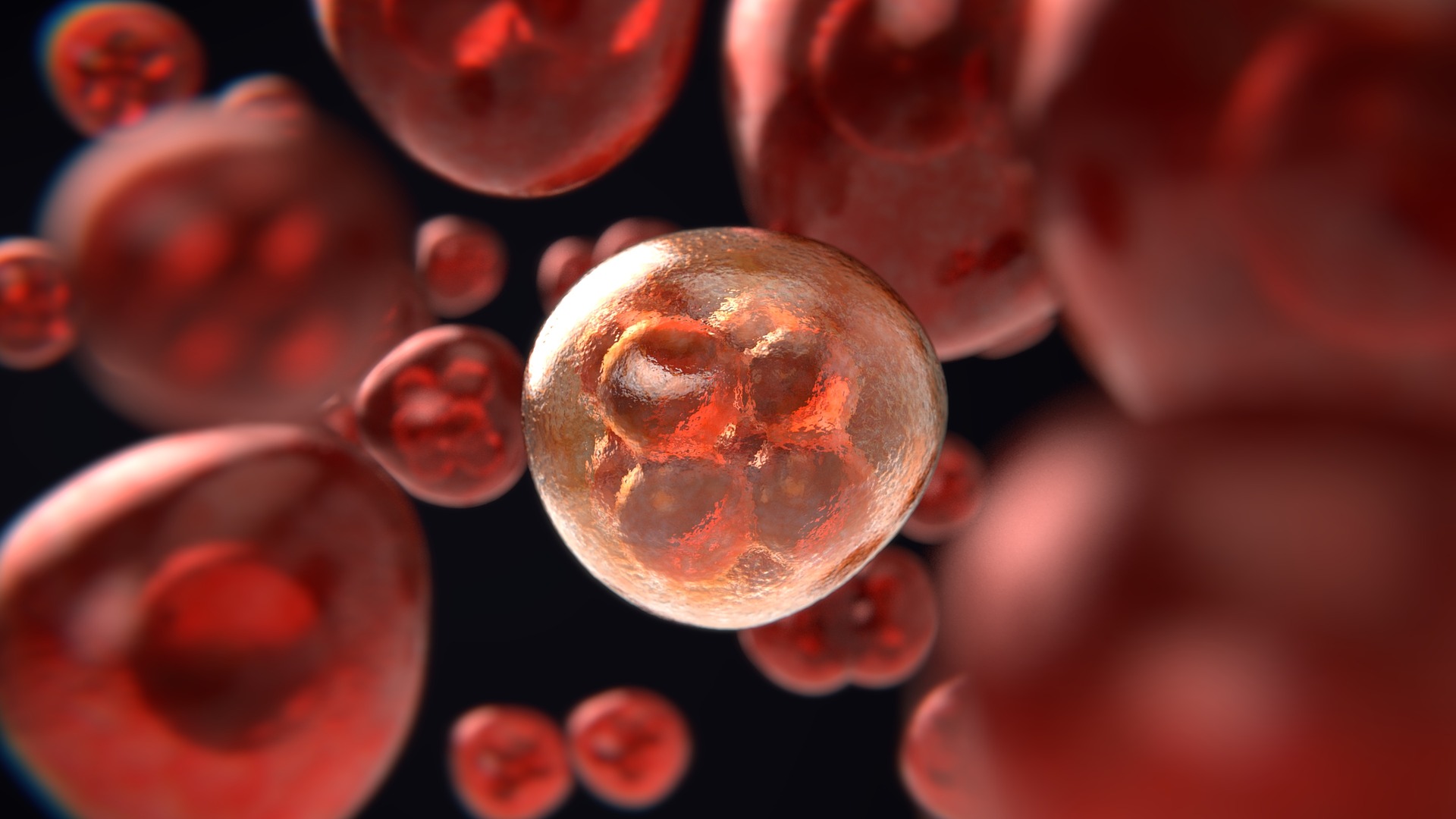 Komórki w krwi
