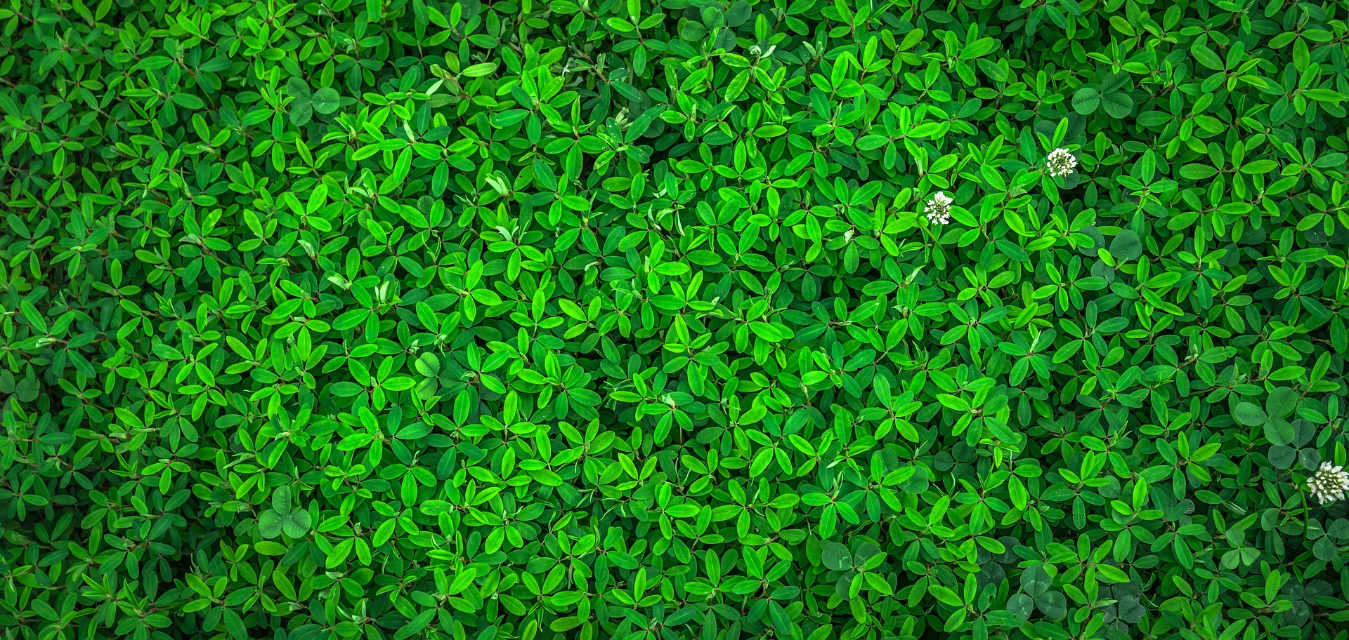 Rośliny, liście (źródło: Pixabay)