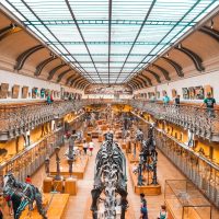Muzeum dinozaurów, źródło: PIxabay