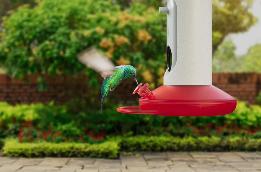 Karmnik dla kolibrów Bird Buddy (Źródło: Bird Buddy)