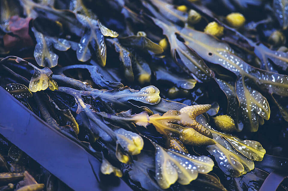 Szkodliwe algi (Źródło: originbyocean.com)