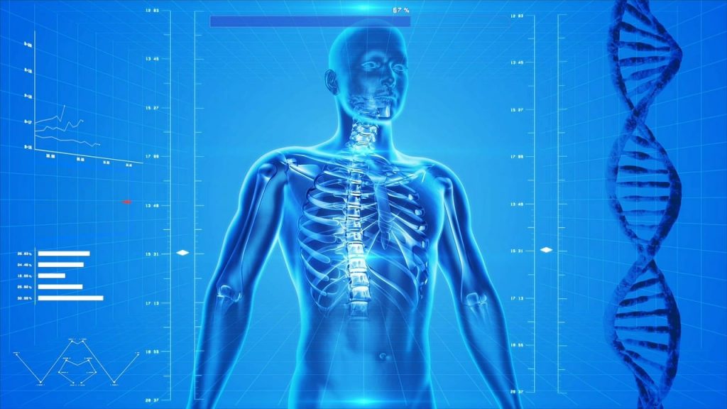 Ludzki szkielet i leczenie osteoporozy (źródło: Pixabay)