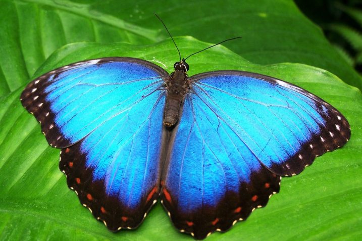 Motyl (Źródło: pixabay)