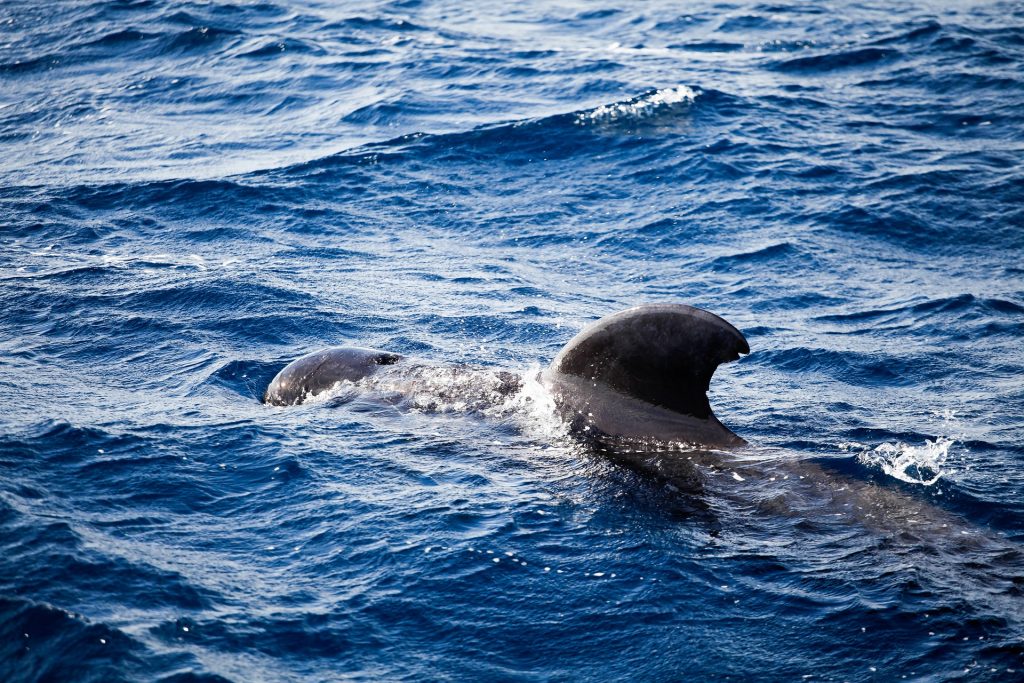 delfin (źródło: Rabenspiegel, pixabay)