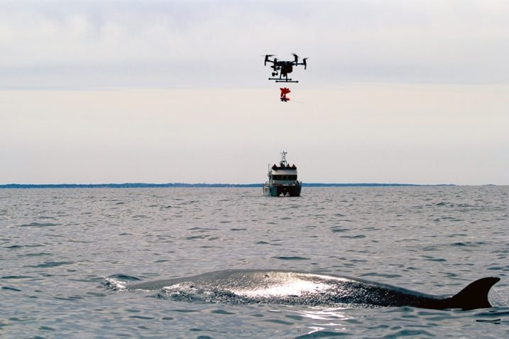 Dron do obserwacji wielorybów (Źródło:noaa)