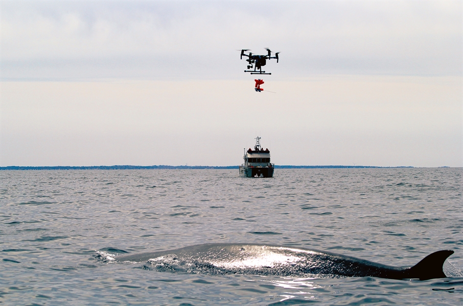 Dron do obserwacji wielorybów (Źródło:noaa)