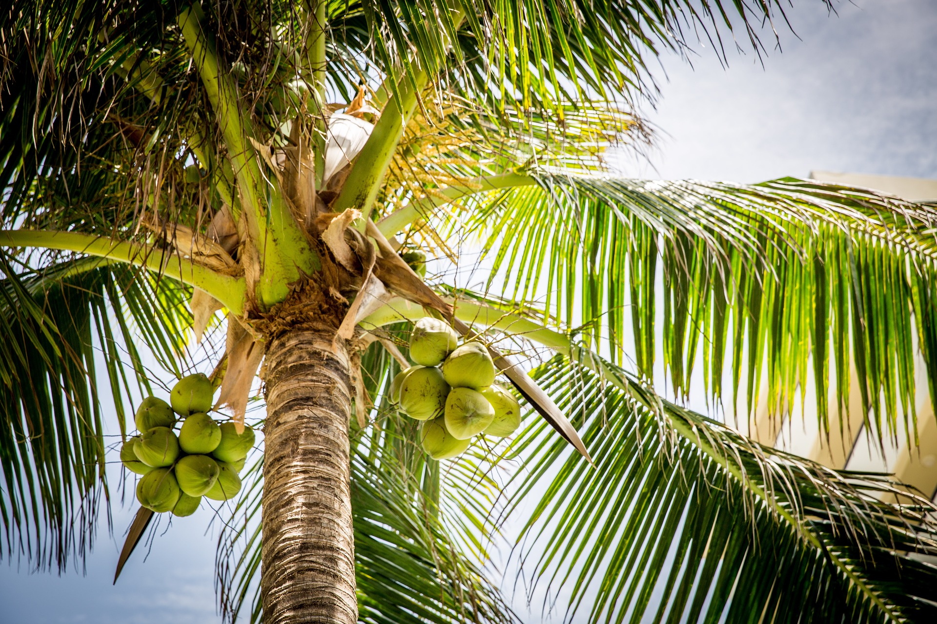 Kokosy (źródło: Pixabay)