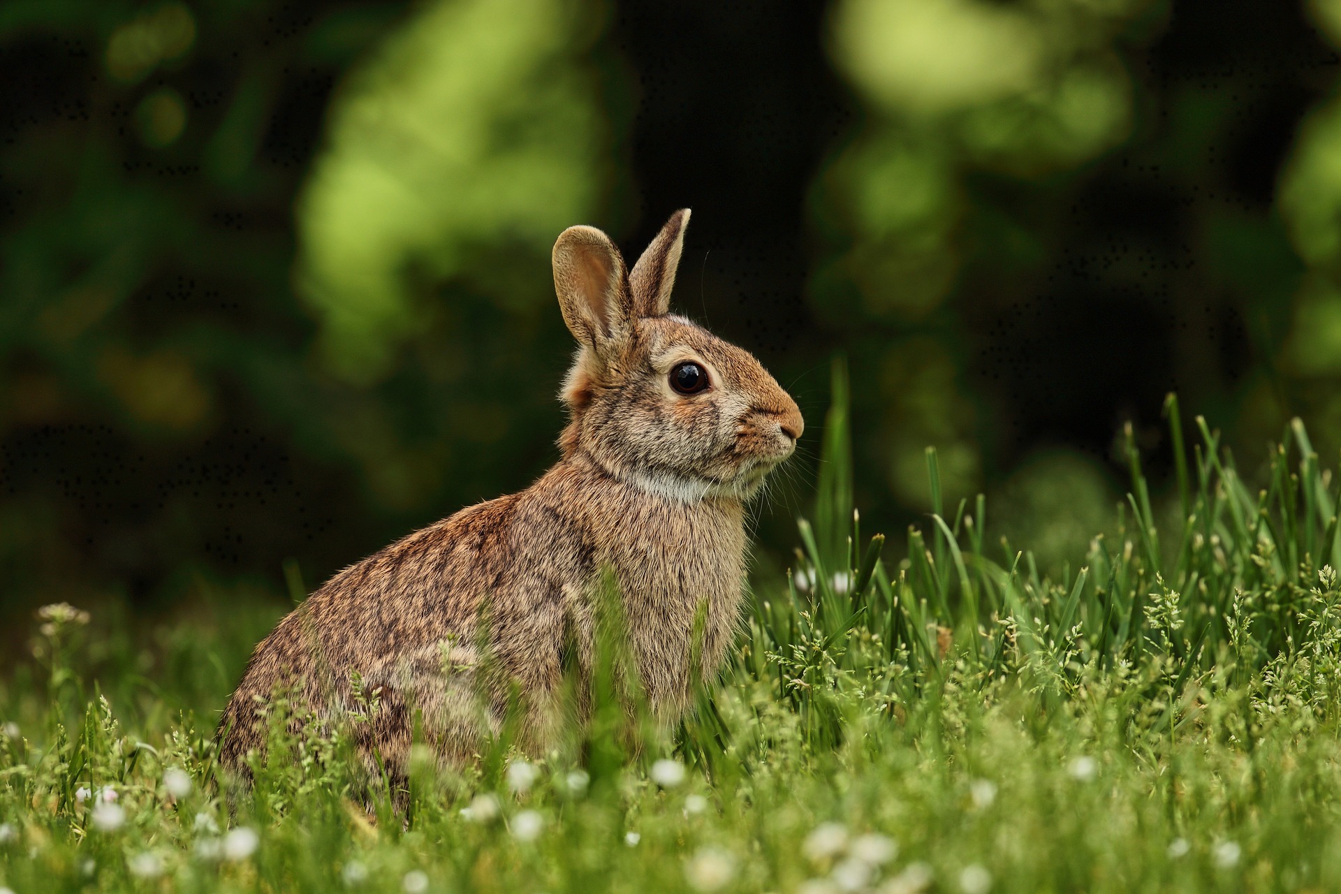 Królik, Uncle Rabbit (źródło: Pixabay)
