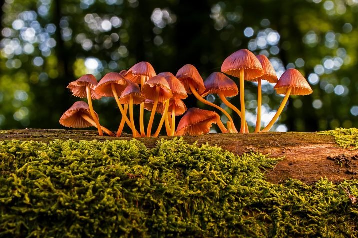 Grzyby (Źródło: pixabay)