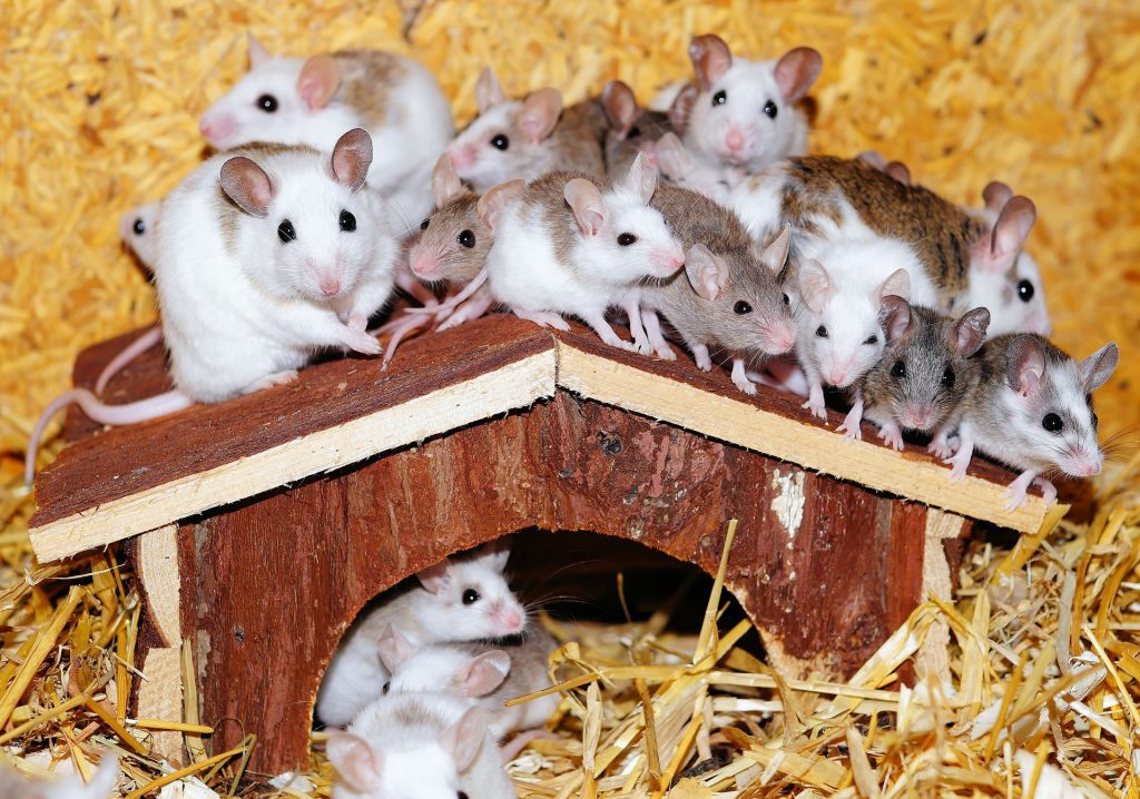 Nanocząsteczki testowane na myszach (źródło: Pixabay)