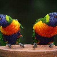 papugi (źródło: magee, Pixabay)