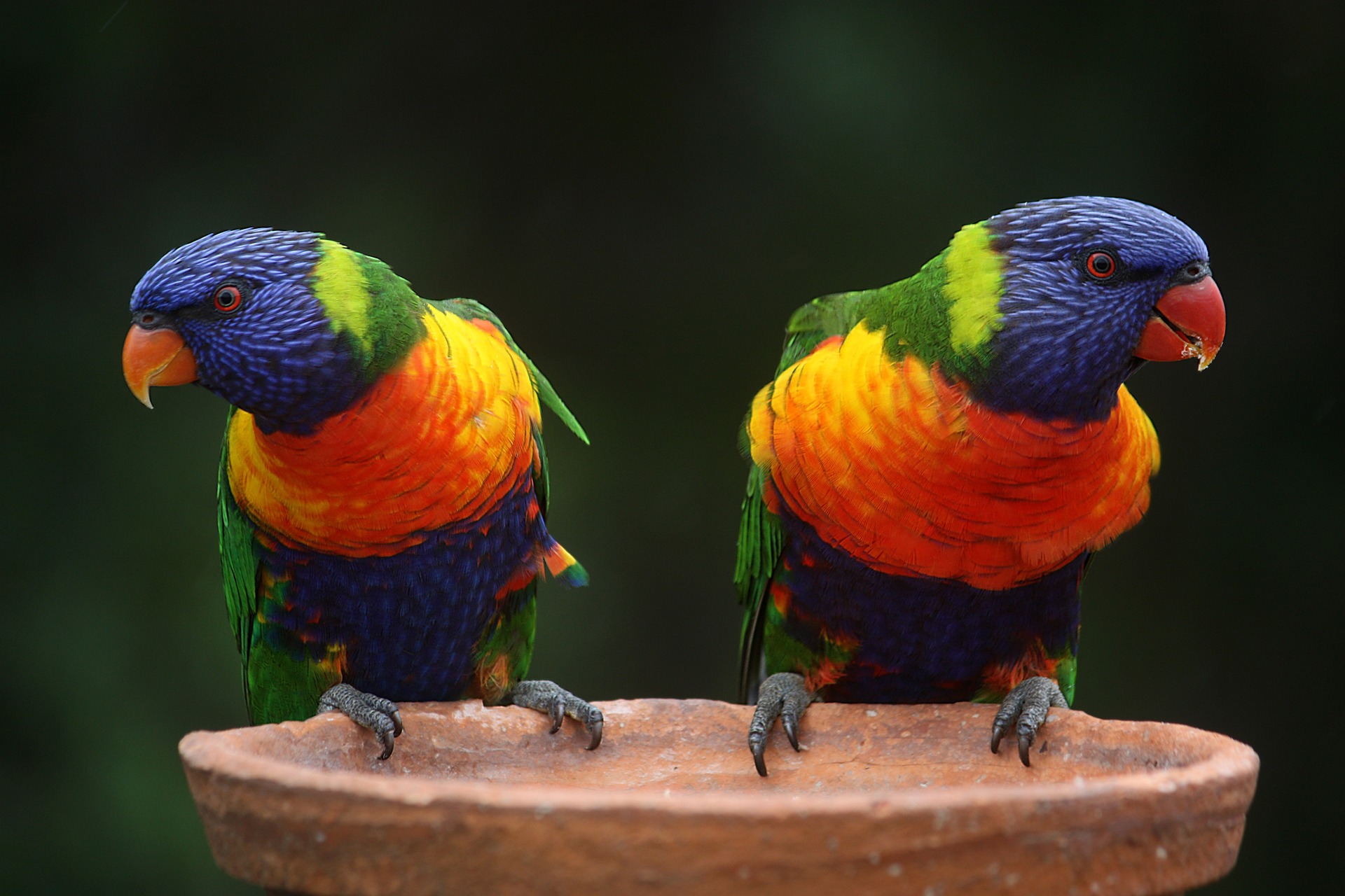 papugi (źródło: magee, Pixabay)
