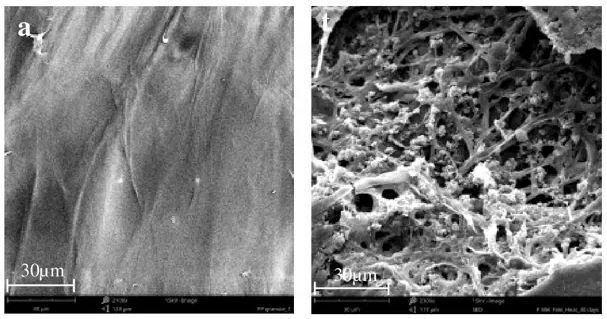 Plastik przed i po utylizacji przez grzyby (Źródło: University of Sydney)