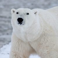Niedźwiedź polarny (Źródło: pixabay)