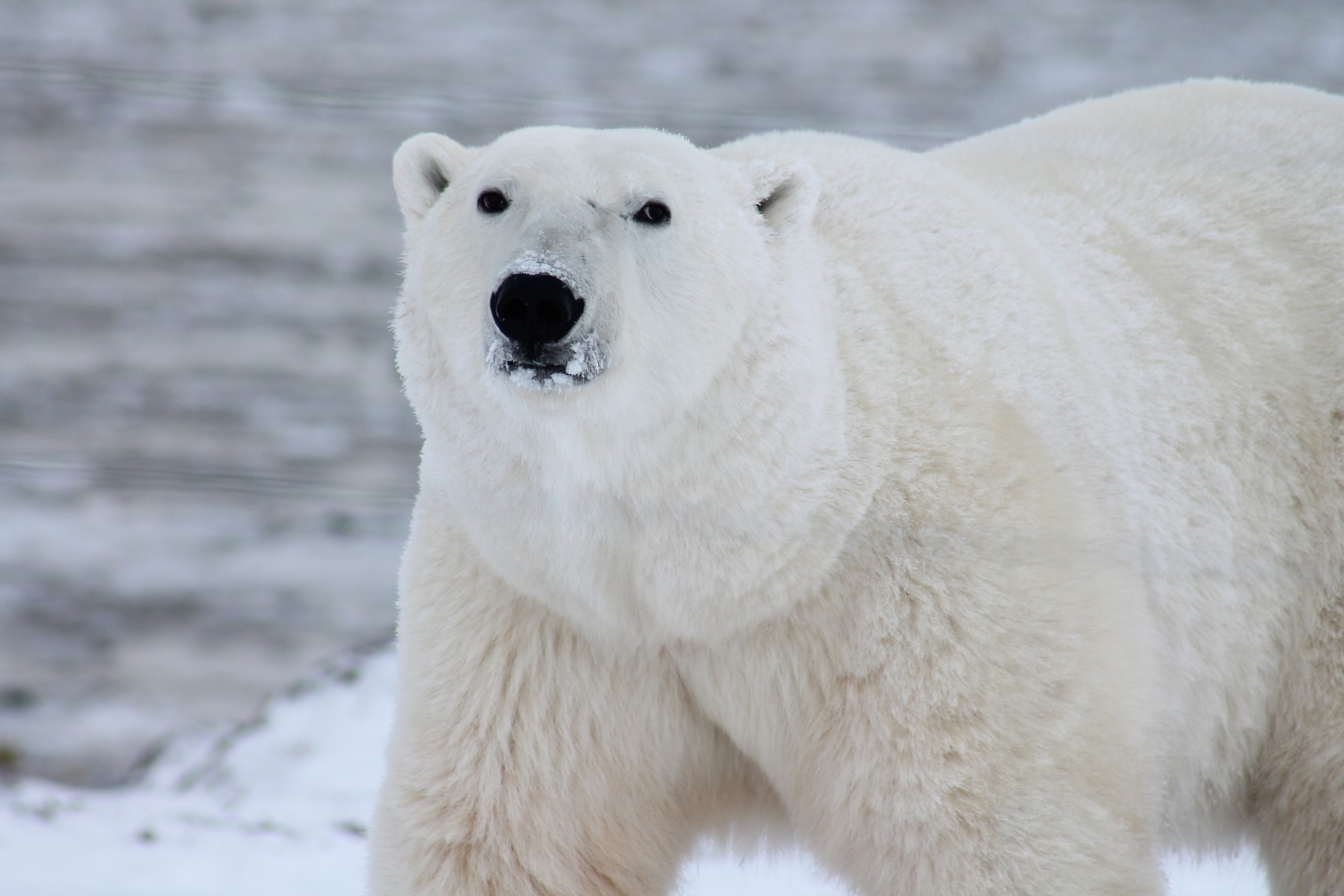 Niedźwiedź polarny (Źródło: pixabay)