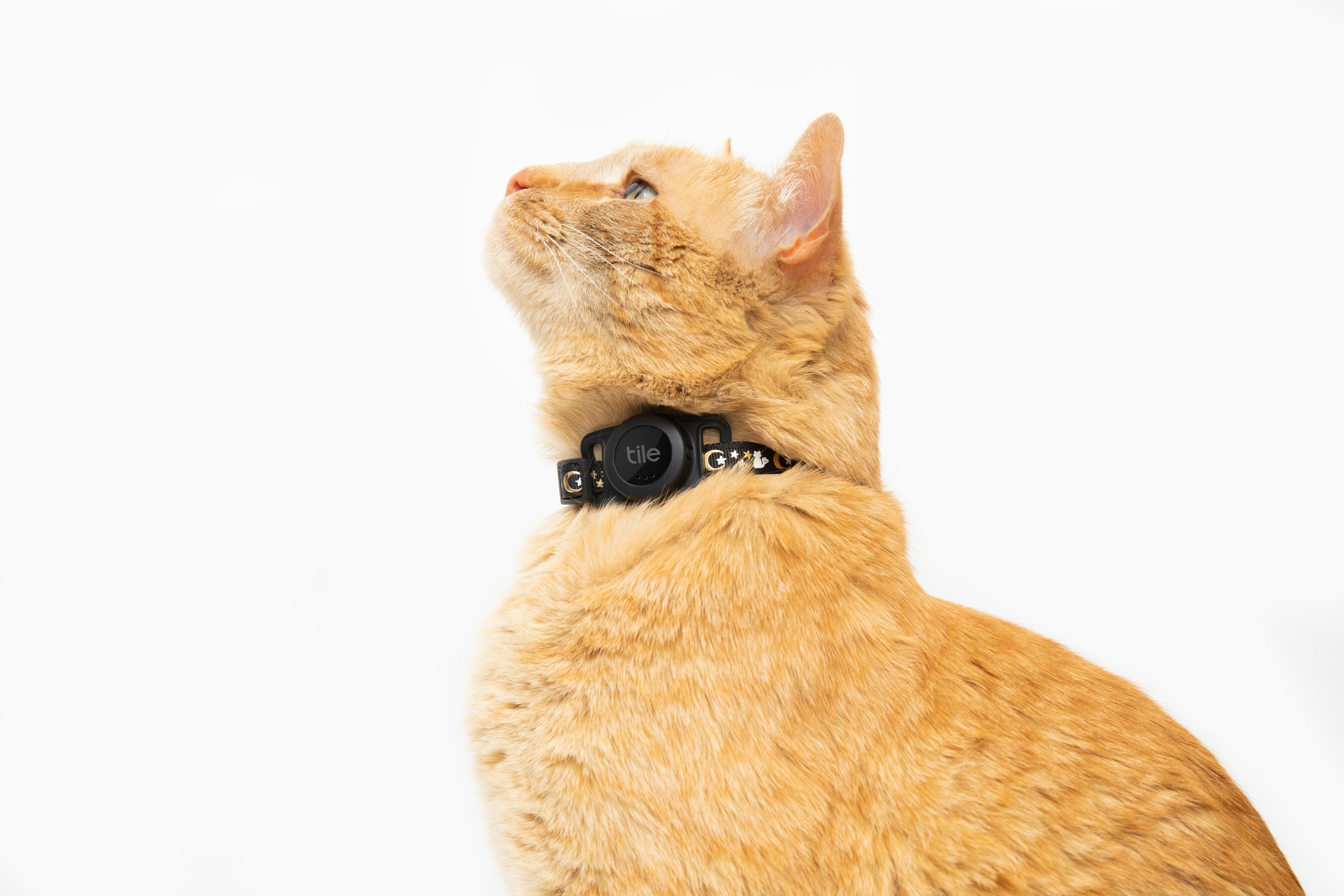 Lokalizator na rudym kocie (źródło: Tile Life360)