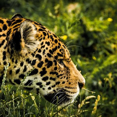 jaguar (źródło: cmart29, Pixabay)