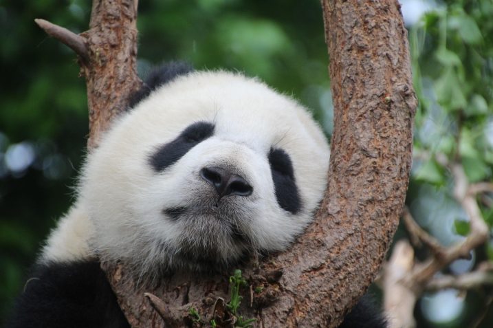 Panda (źródło: Pixabay)