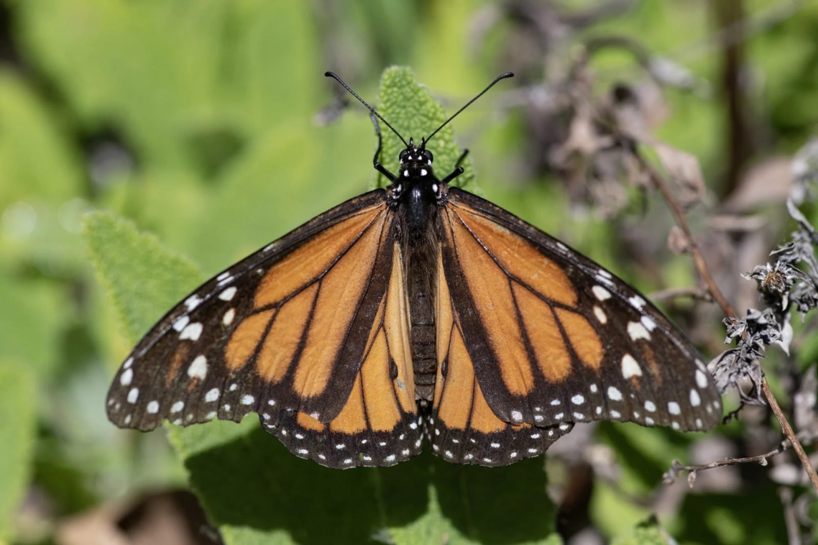 Motyl monarchy (źródło: Google)