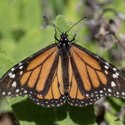 Motyl monarchy (źródło: Google)