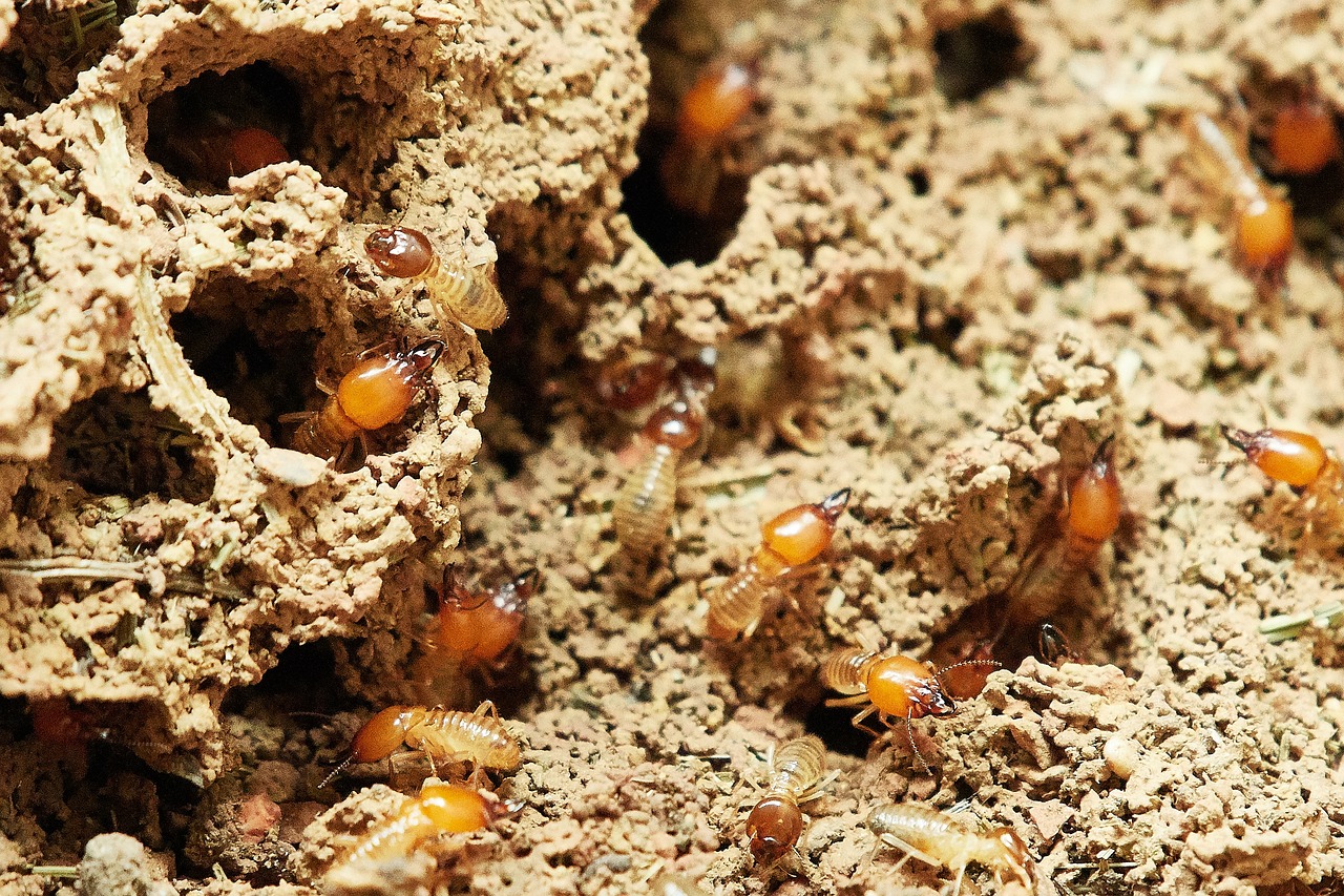 termity (źródło: RoyBuri, Pixabay)