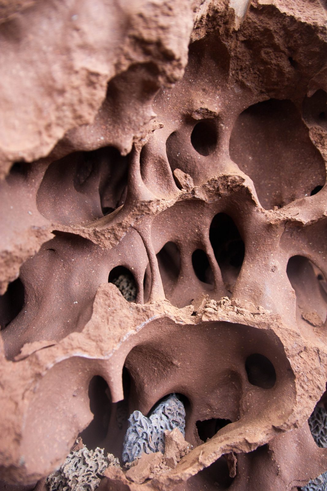 tunele termitów  (źródło: frontiersin.org)