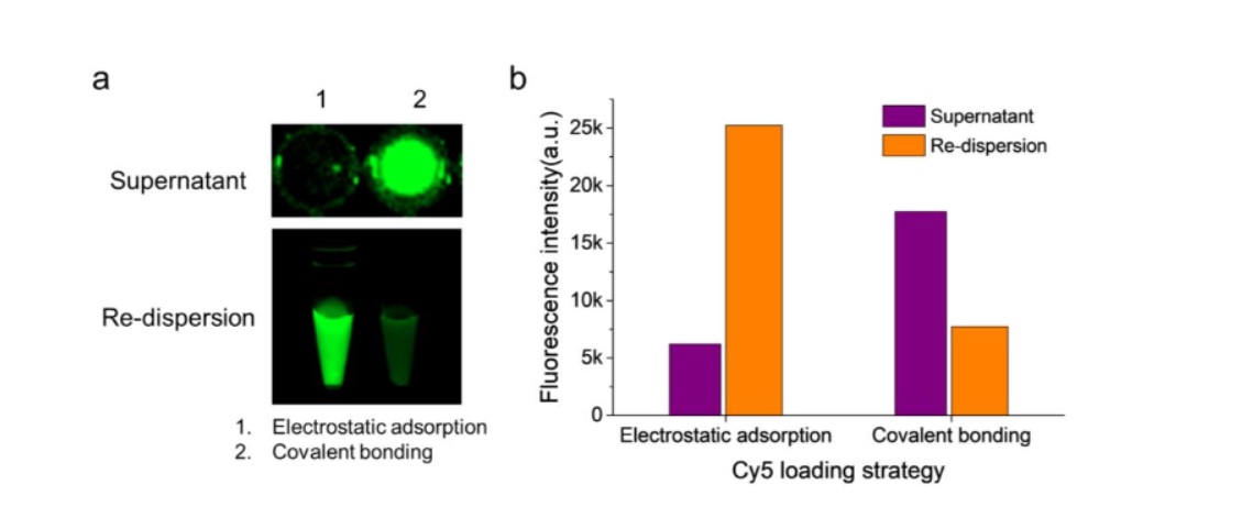 Obrazy fluorescencyjne supernatantu i Cy5-SiO2@GNRs (źródło: pubs.acs.org)