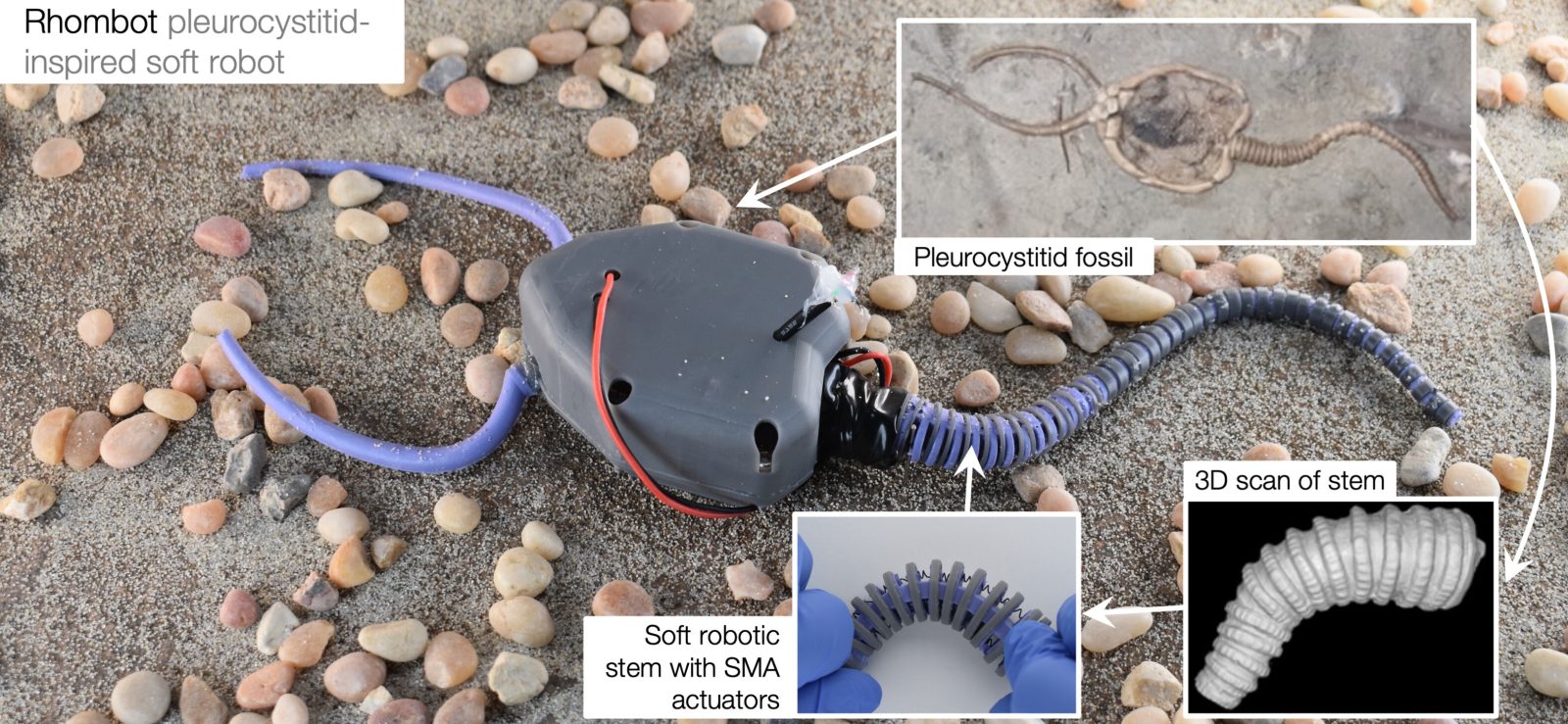 Robot Rhombot oparty na morfologii organizmu morskiego (źródło: pnas.org)