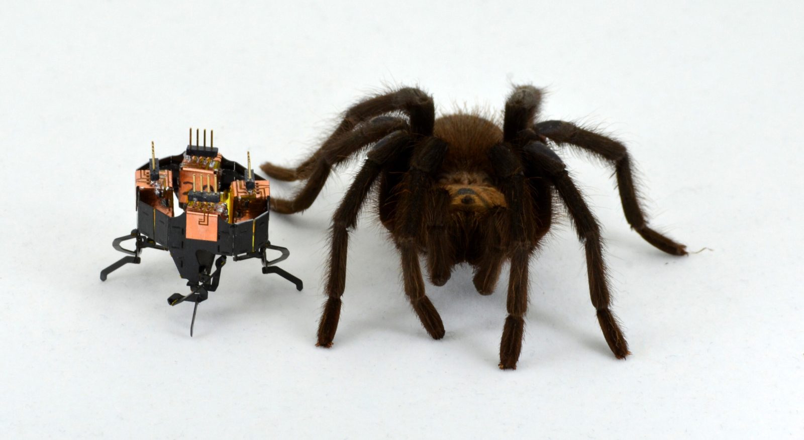 mClari robot inspirowany pająkiem (źródło: arxiv.org, Heiko Kabutz)