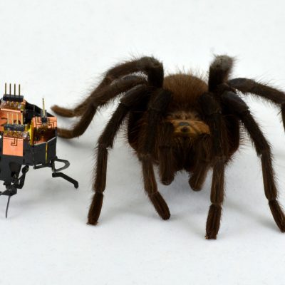 mClari robot inspirowany pająkiem (źródło: arxiv.org, Heiko Kabutz)