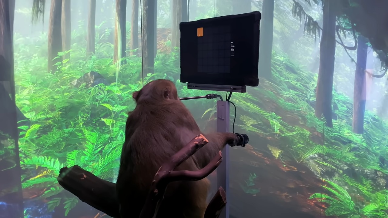 Implant mózgowy pozwala grać małpie w MindPong (źródło: Neuralink)